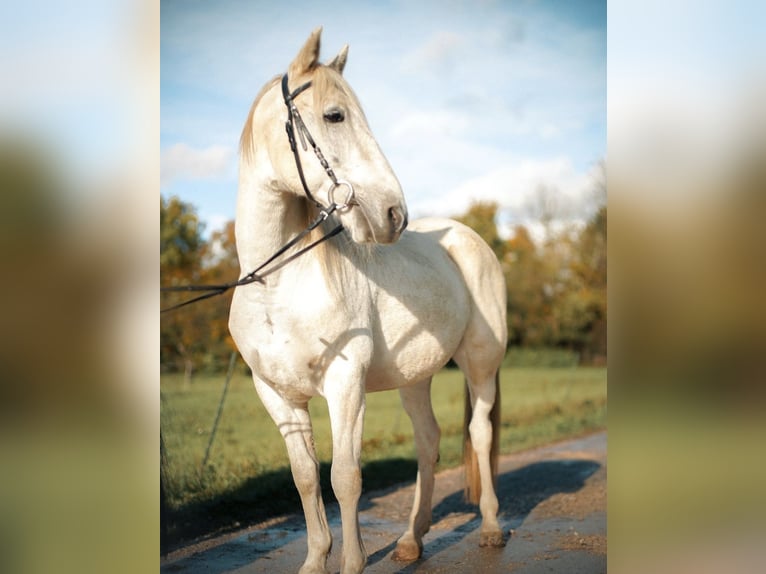 Andaluces Mestizo Caballo castrado 15 años 155 cm Tordo in Mehrstetten