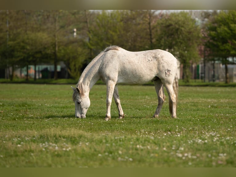 Andaluces Mestizo Caballo castrado 15 años 155 cm Tordo picazo in Santpoort-Zuid