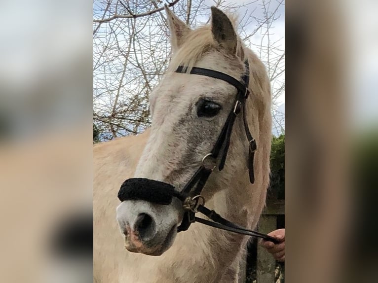 Andaluces Caballo castrado 15 años 155 cm Tordo picazo in HaderswörthLanzenkirchen