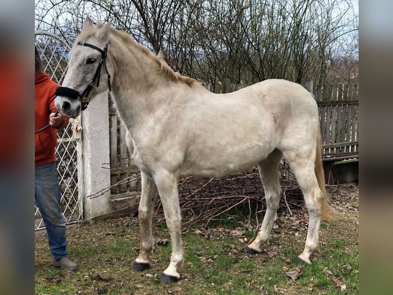 Andaluces Caballo castrado 15 años 155 cm Tordo picazo in HaderswörthLanzenkirchen