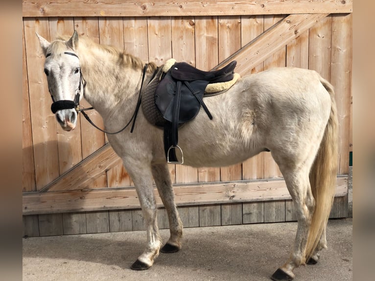 Andaluces Caballo castrado 15 años 155 cm Tordo picazo in HaderswörthLanzenkirchen