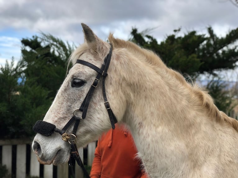 Andaluces Caballo castrado 15 años 155 cm Tordo picazo in HaderswörthLanzenkirchen