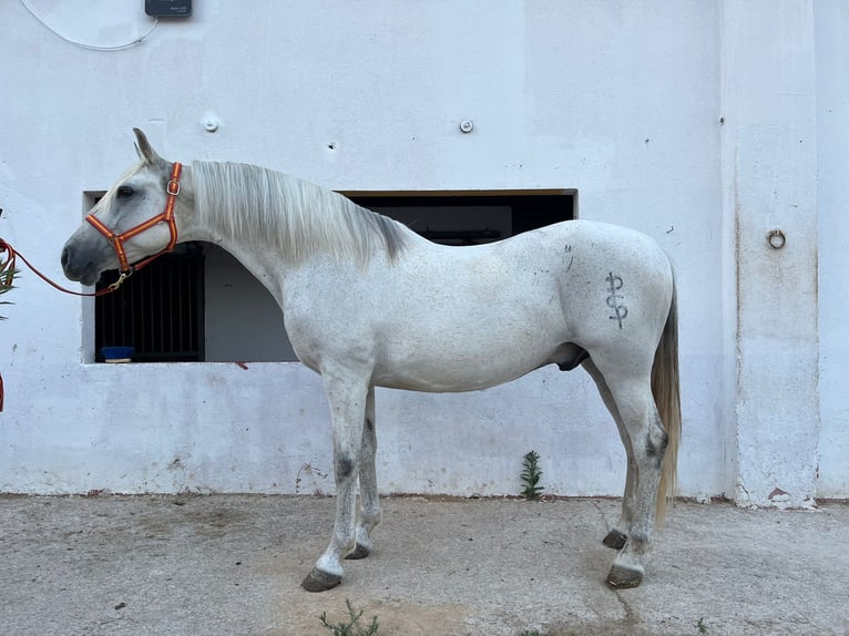 Andaluces Caballo castrado 15 años 156 cm Tordo in Terrassa