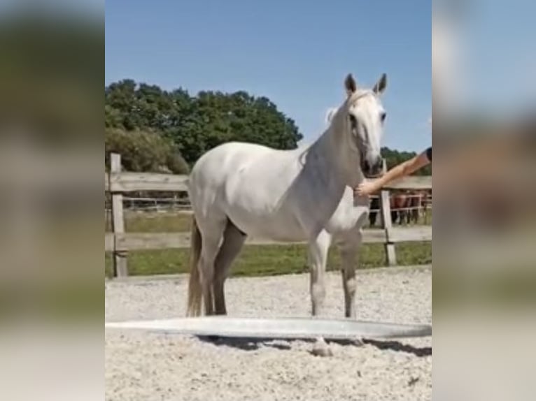 Andaluces Caballo castrado 15 años 156 cm Tordo in Bensdorf