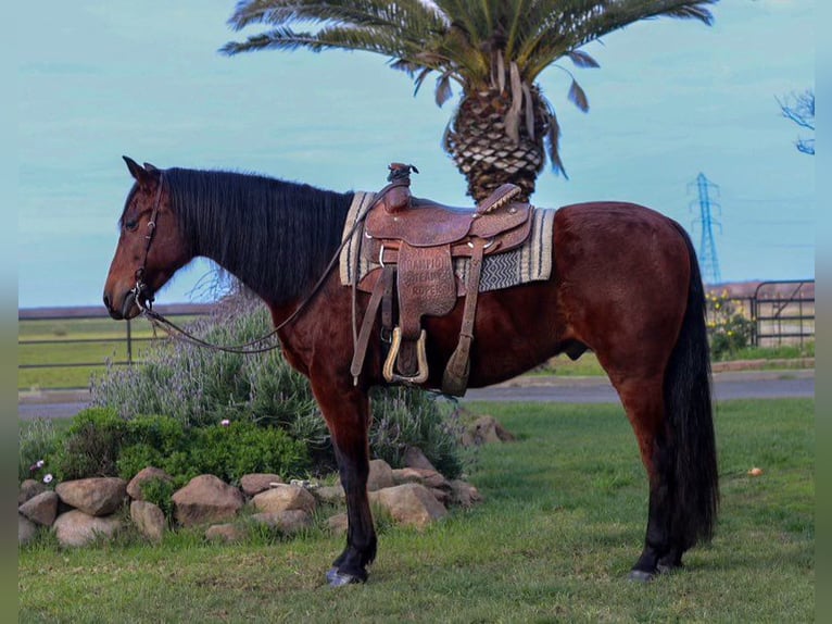 Andaluces Caballo castrado 15 años 157 cm Castaño rojizo in Pleasant Grove CA