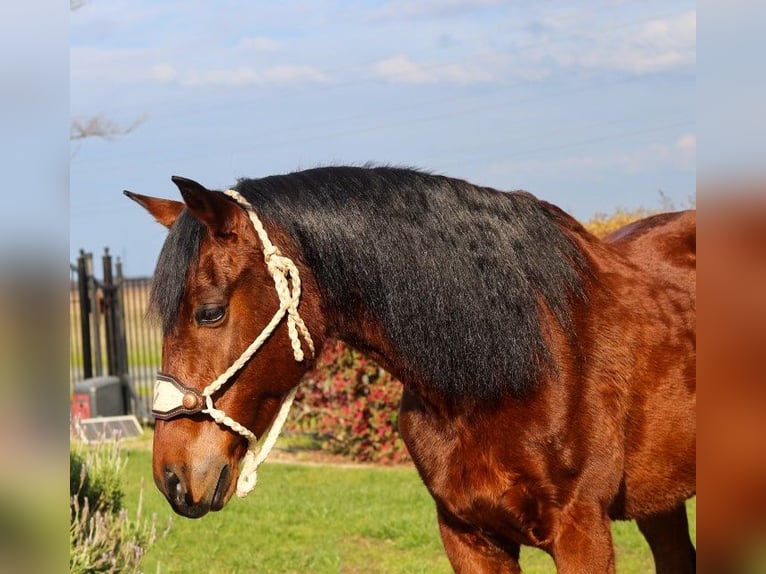 Andaluces Caballo castrado 15 años 157 cm Castaño rojizo in Pleasant Grove CA