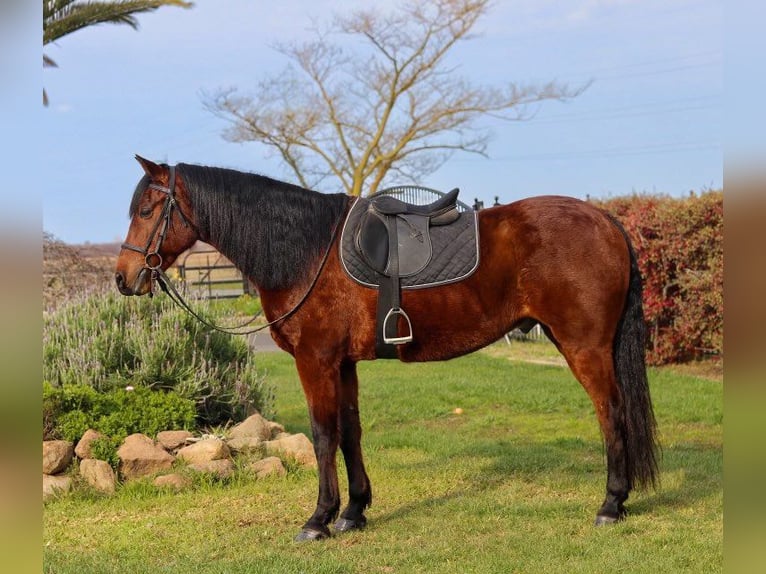 Andaluces Caballo castrado 15 años 157 cm Castaño rojizo in Pleasant Grove CA