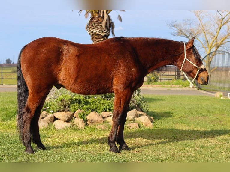 Andaluces Caballo castrado 15 años 157 cm Castaño rojizo in Pleasant Grove CA