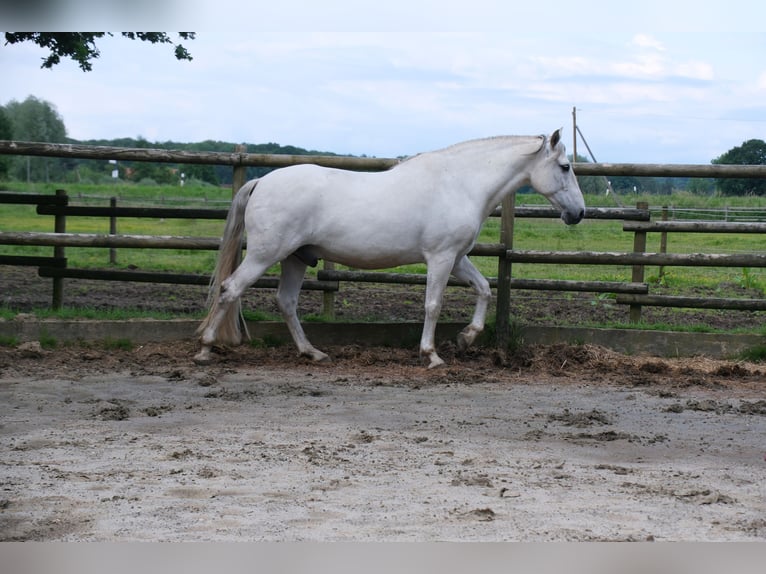 Andaluces Mestizo Caballo castrado 15 años 158 cm Tordo in Rosendahl