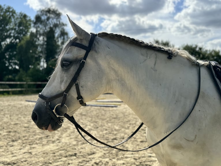 Andaluces Mestizo Caballo castrado 15 años 158 cm Tordo in Rosendahl