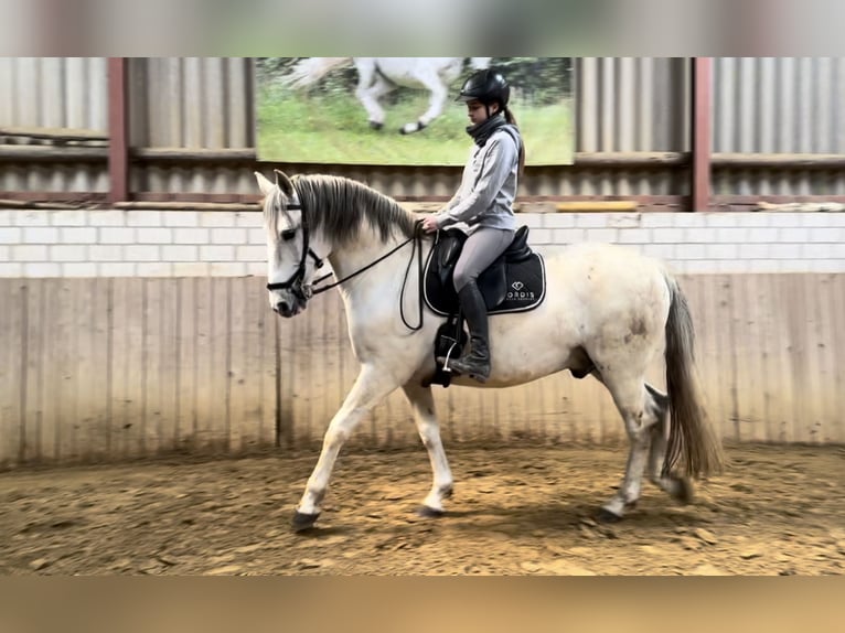 Andaluces Mestizo Caballo castrado 15 años 158 cm Tordo in Rosendahl