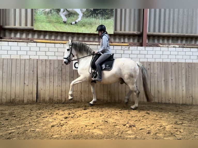 Andaluces Mestizo Caballo castrado 15 años 158 cm Tordo in Rosendahl