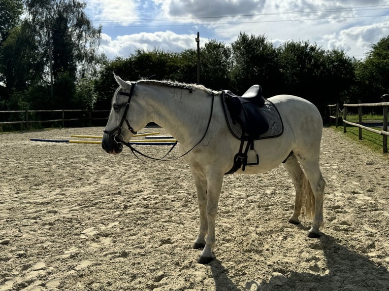 Andaluces Mestizo Caballo castrado 15 años 158 cm Tordo in Rosendahl