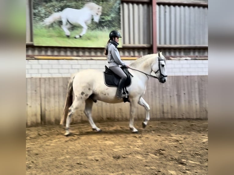 Andaluces Mestizo Caballo castrado 15 años 158 cm Tordo in Rosendahl