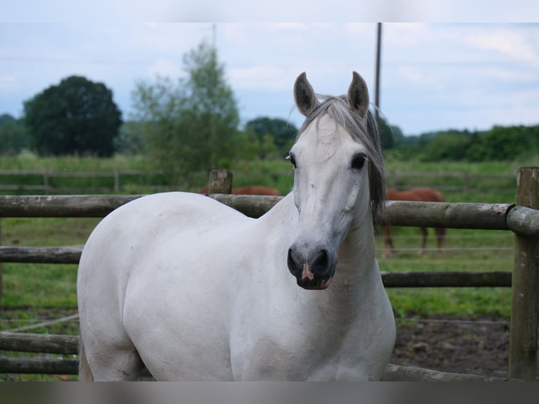 Andaluces Mestizo Caballo castrado 15 años 158 cm Tordo in Rosendahl