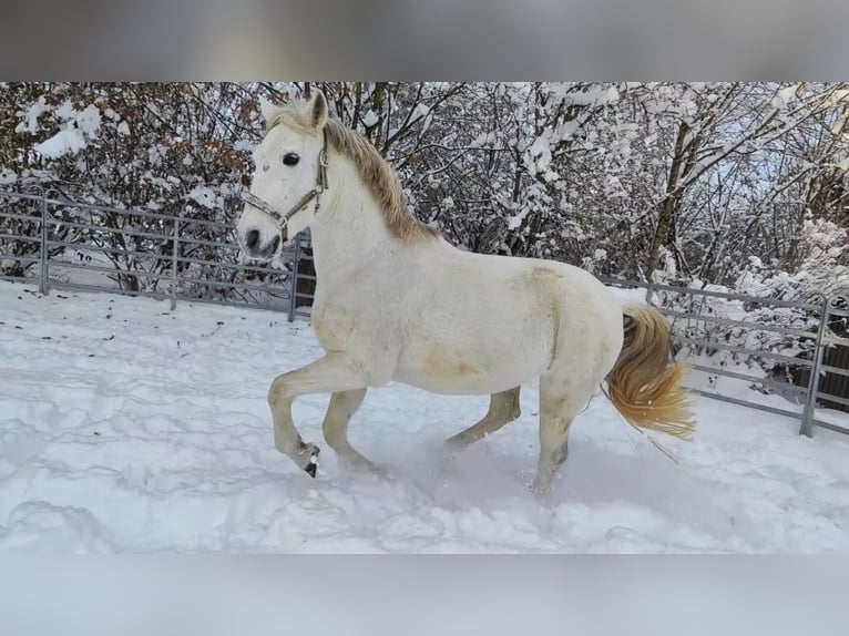 Andaluces Mestizo Caballo castrado 15 años 160 cm  in Mauern