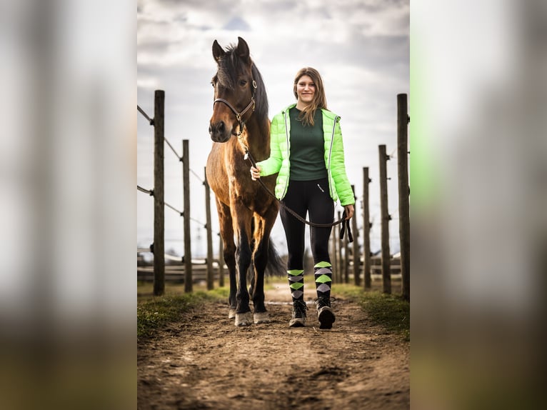 Andaluces Mestizo Caballo castrado 15 años 160 cm Castaño-ruano in Efringen-Kirchen