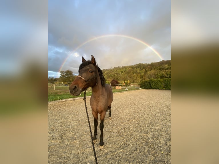 Andaluces Mestizo Caballo castrado 15 años 160 cm Castaño-ruano in Efringen-Kirchen