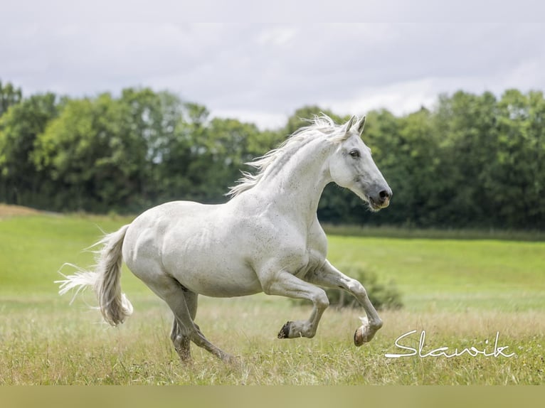 Andaluces Caballo castrado 15 años 161 cm Tordo in Diez