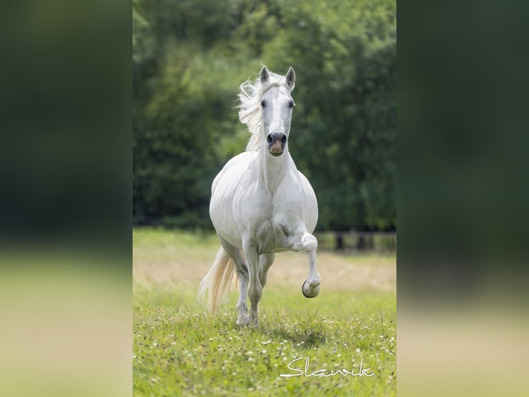 Andaluces Caballo castrado 15 años 161 cm Tordo in Diez