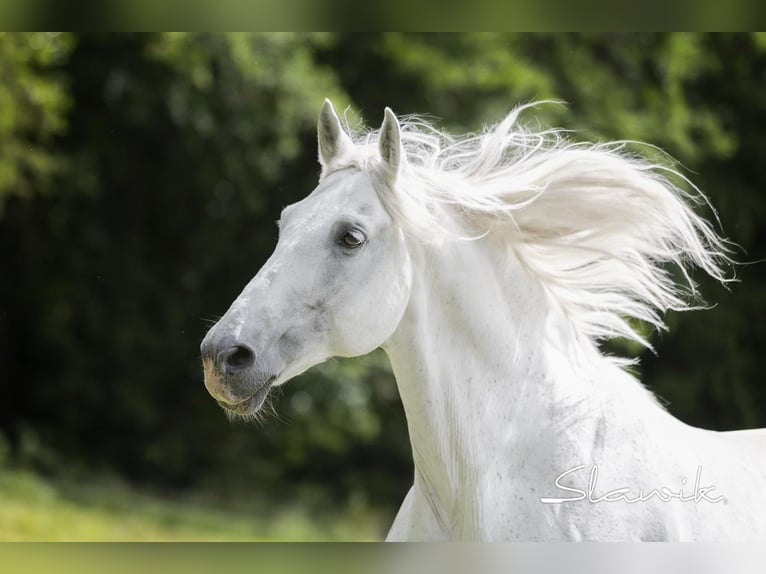 Andaluces Caballo castrado 15 años 161 cm Tordo in Diez