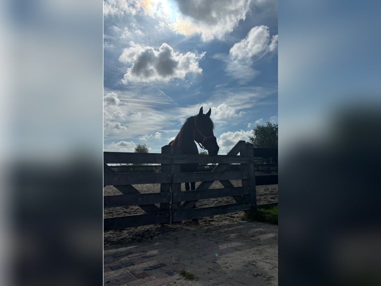 Andaluces Caballo castrado 15 años 165 cm Morcillo in Heiloo