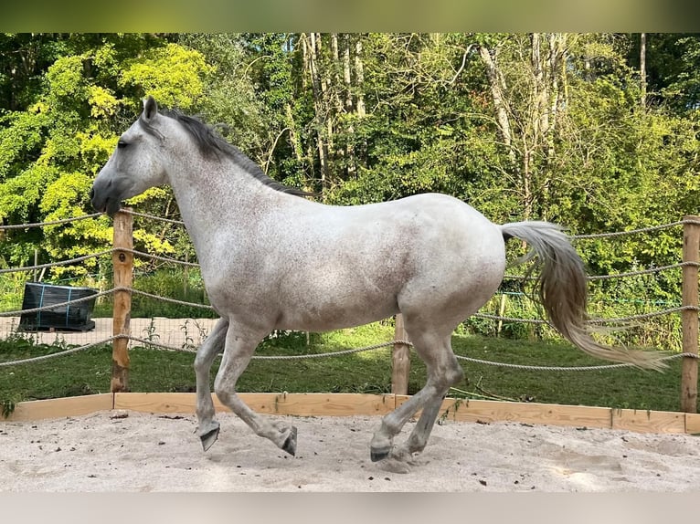 Andaluces Caballo castrado 15 años 165 cm Tordo picazo in Huisseau-sur-Mauves