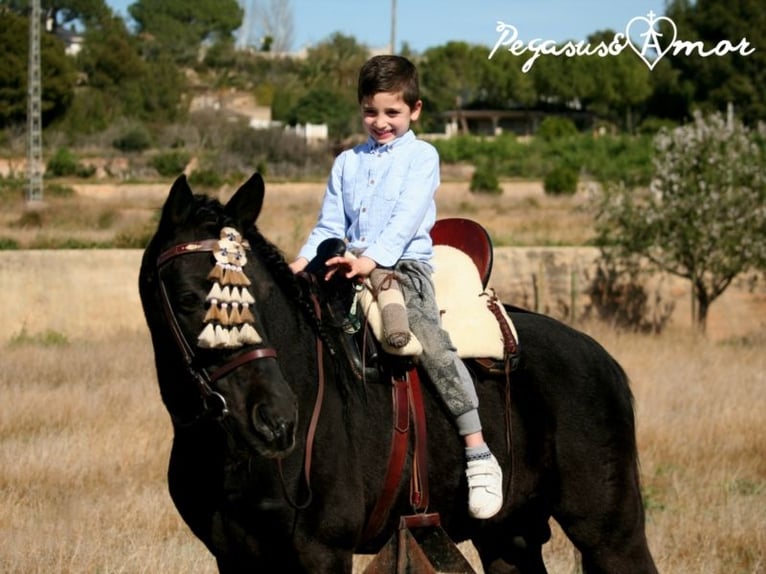 Andaluces Caballo castrado 16 años 145 cm Negro in Bad Wörishofen