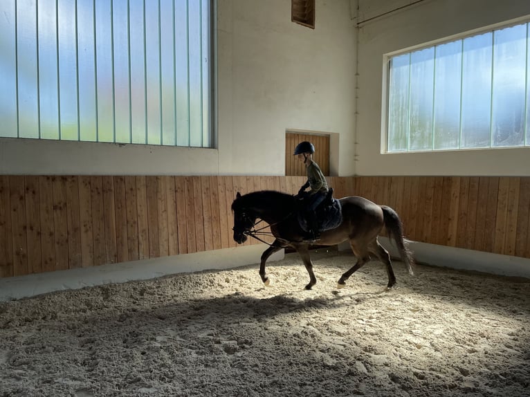 Andaluces Caballo castrado 16 años 145 cm Negro in Bad Wörishofen