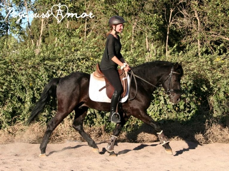 Andaluces Caballo castrado 16 años 145 cm Negro in Bad Wörishofen