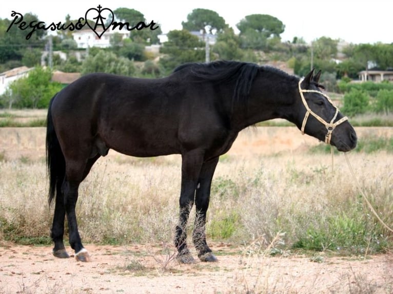 Andaluces Caballo castrado 16 años 145 cm Negro in Bad Wörishofen