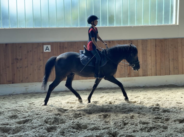 Andaluces Caballo castrado 16 años 145 cm Negro in Bad Wörishofen