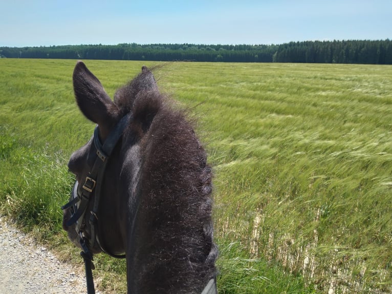 Andaluces Caballo castrado 16 años 145 cm Negro in Bad Wörishofen
