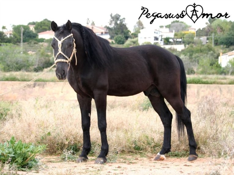 Andaluces Caballo castrado 16 años 145 cm Negro in Bad Wörishofen