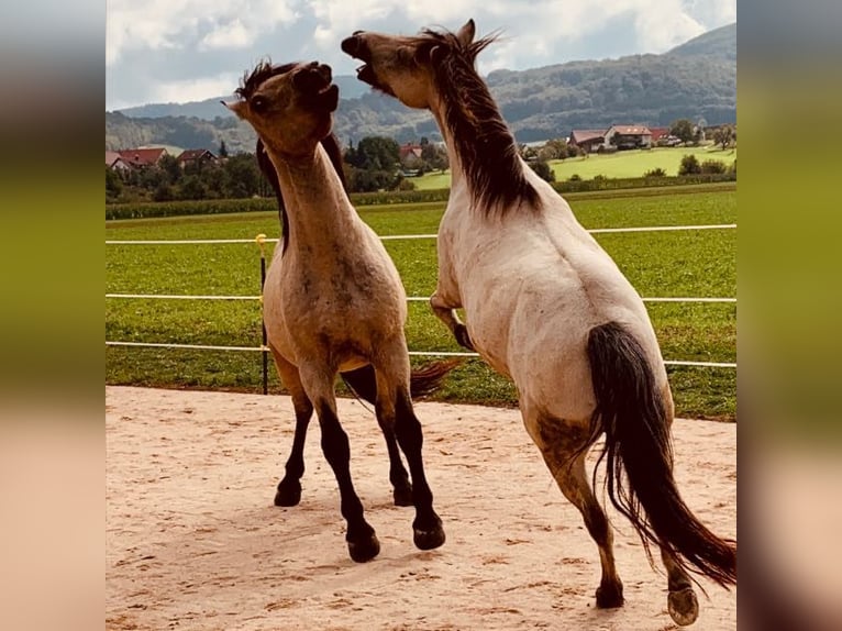 Andaluces Caballo castrado 16 años 156 cm Buckskin/Bayo in Stuttgart