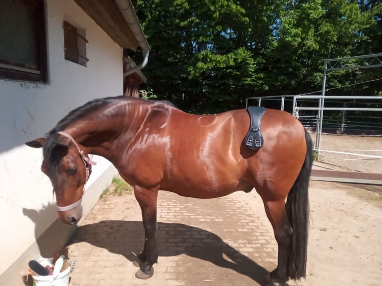 Andaluces Mestizo Caballo castrado 16 años 160 cm Castaño in Wiesbaden