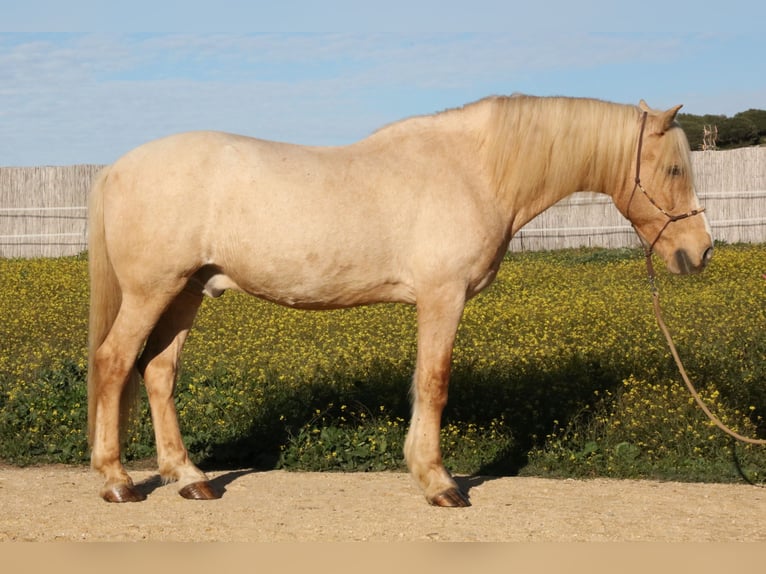 Andaluces Caballo castrado 16 años 161 cm Palomino in San Ambrosio