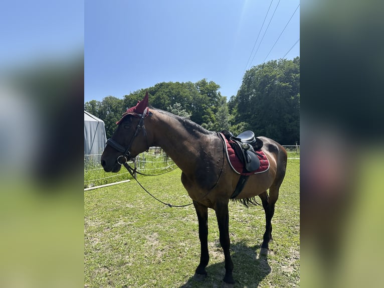 Andaluces Caballo castrado 16 años 162 cm Castaño oscuro in Burgkirchen an der Alz