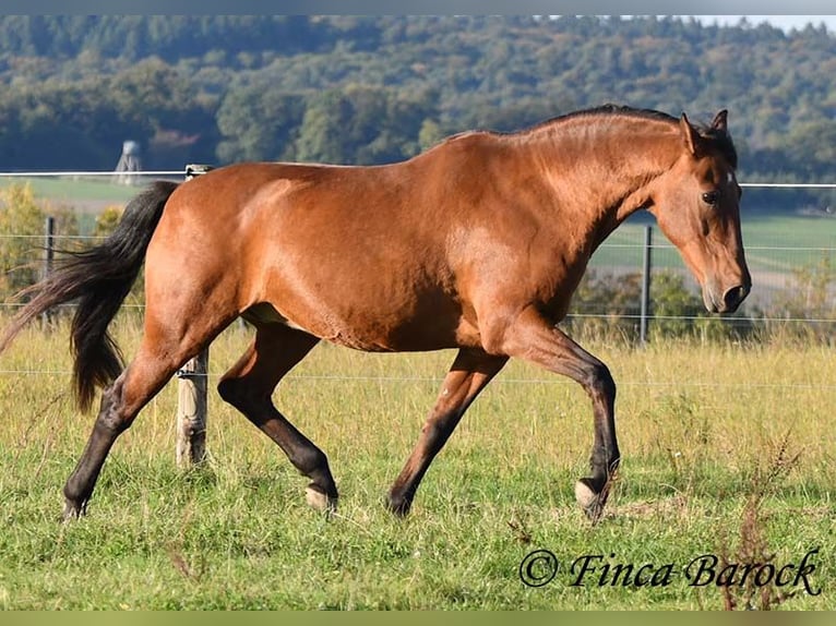 Andaluces Caballo castrado 16 años 165 cm Castaño in Wiebelsheim