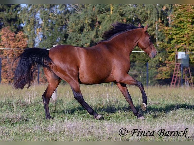 Andaluces Caballo castrado 16 años 165 cm Castaño in Wiebelsheim