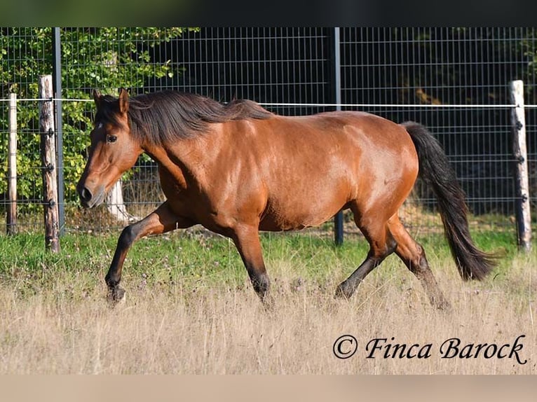 Andaluces Caballo castrado 16 años 165 cm Castaño in Wiebelsheim