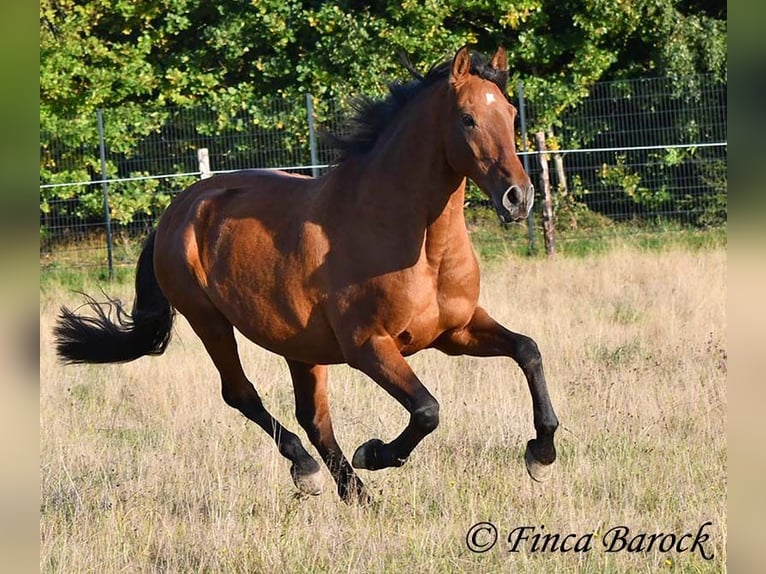 Andaluces Caballo castrado 16 años 165 cm Castaño in Wiebelsheim