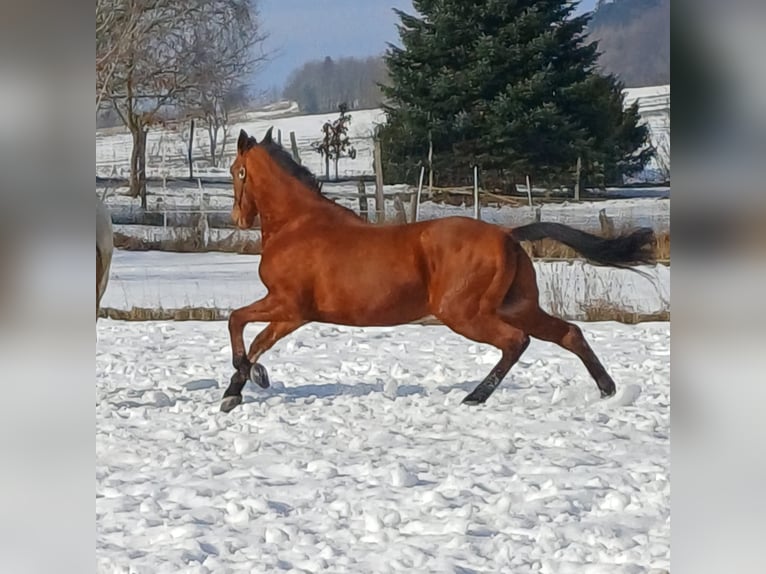 Andaluces Mestizo Caballo castrado 16 años 165 cm Castaño in Bad Sachsa