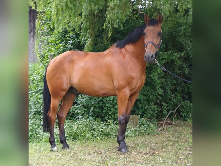 Andaluces Caballo castrado 16 años 165 cm Castaño in Bad Lauterberg im Harz