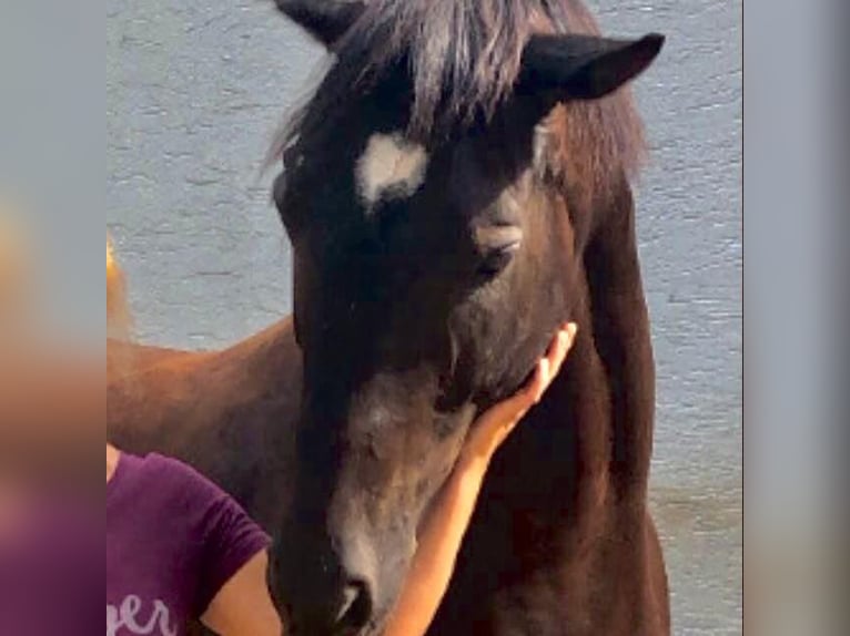 Andaluces Caballo castrado 16 años 165 cm Negro in M&#xFC;nchen