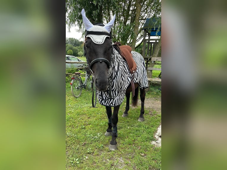 Andaluces Caballo castrado 16 años 165 cm Negro in München