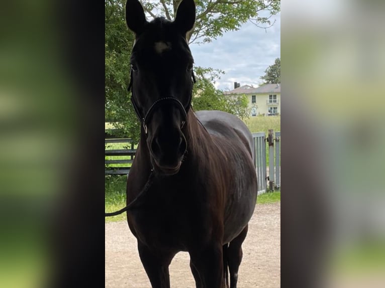 Andaluces Caballo castrado 16 años 165 cm Negro in München