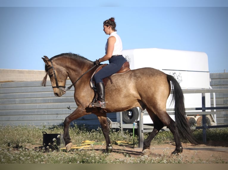 Andaluces Caballo castrado 16 años 171 cm Buckskin/Bayo in Valencia