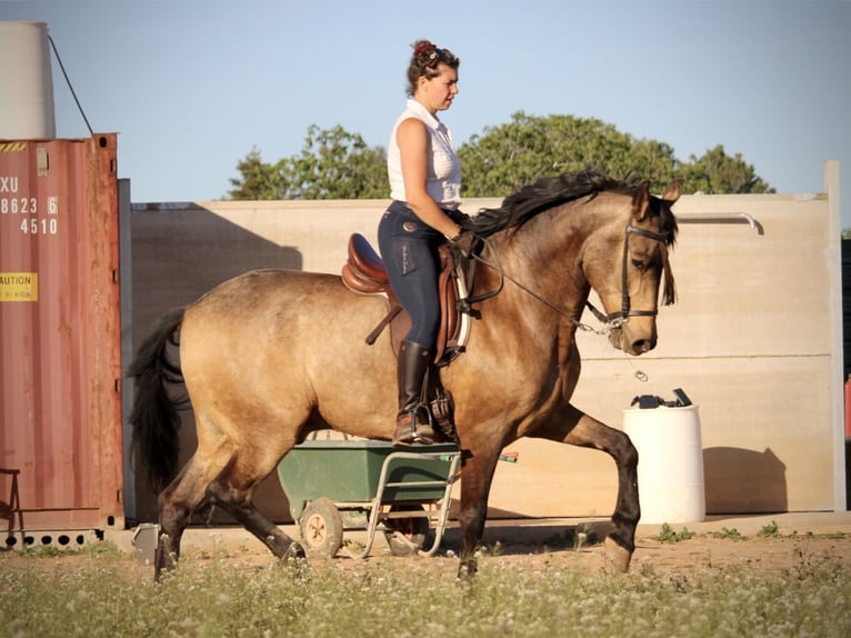 Andaluces Caballo castrado 16 años 171 cm Buckskin/Bayo in Valencia