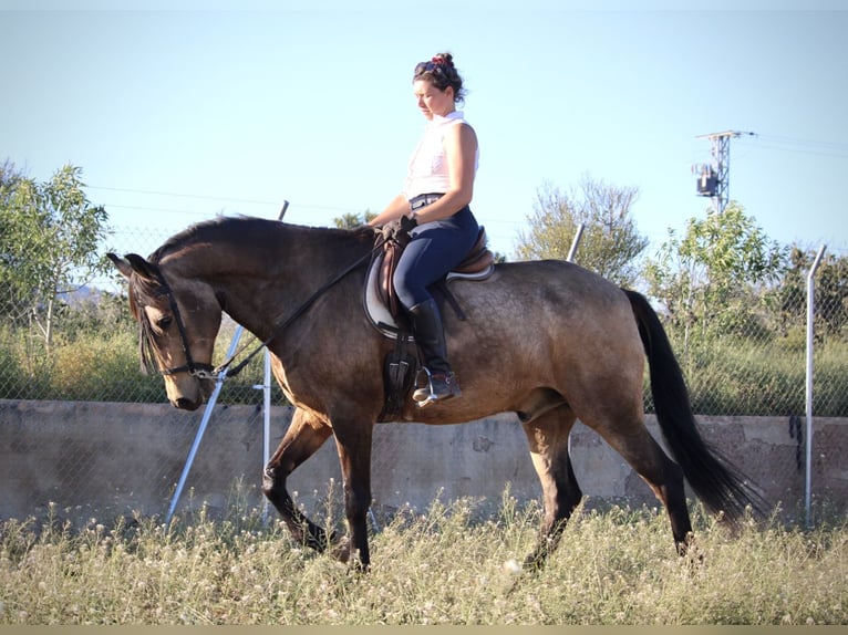 Andaluces Caballo castrado 16 años 171 cm Buckskin/Bayo in Valencia